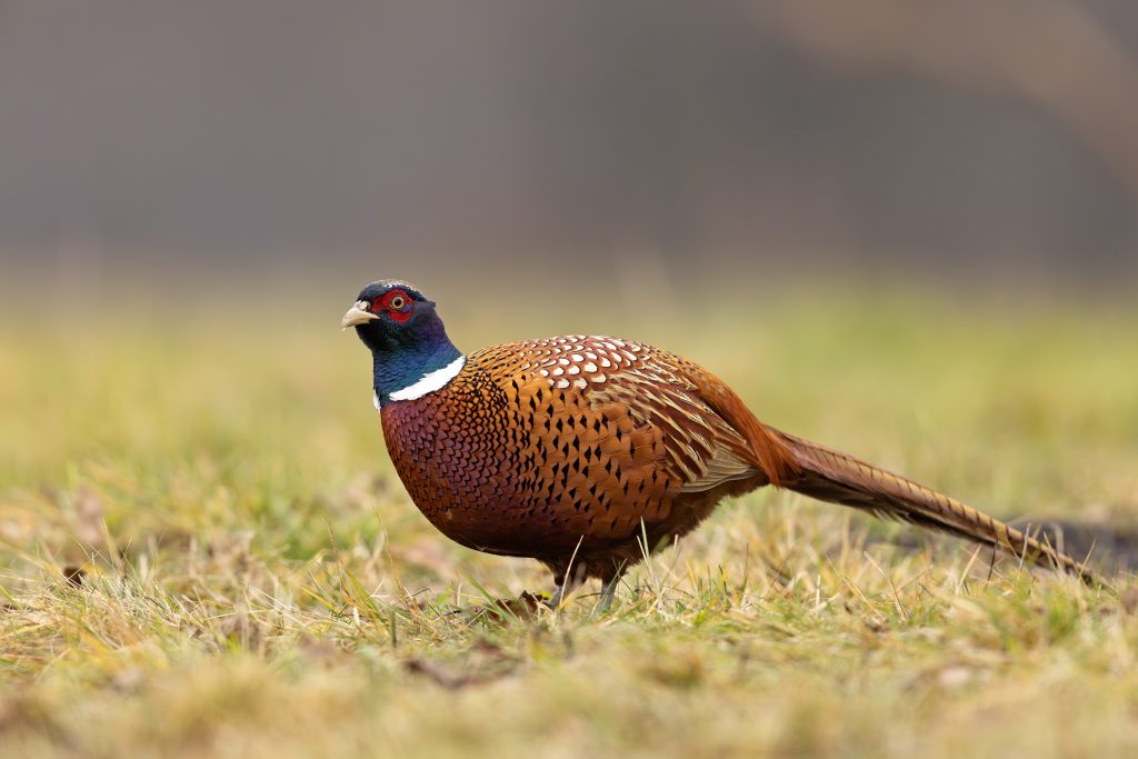 The,Common,Pheasant,(phasianus,Colchicus),,Ring necked,Pheasant,,Or,Blue headed,Pheasant,